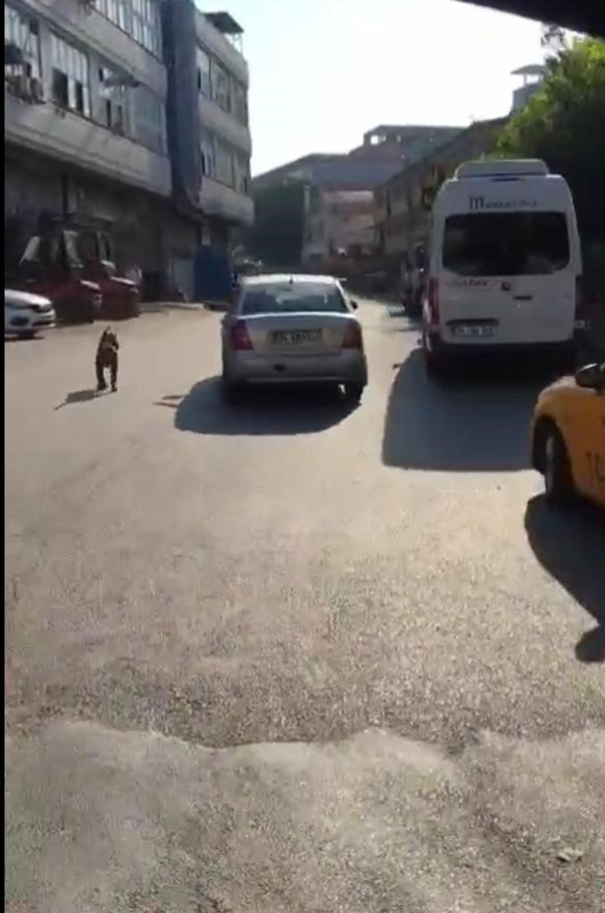 EYÜPSULTAN’DA BİR SÜRÜCÜ SEYİR HALİNDEYKEN TASMA TAKTIĞI KÖPEĞİ DE PEŞİNDEN