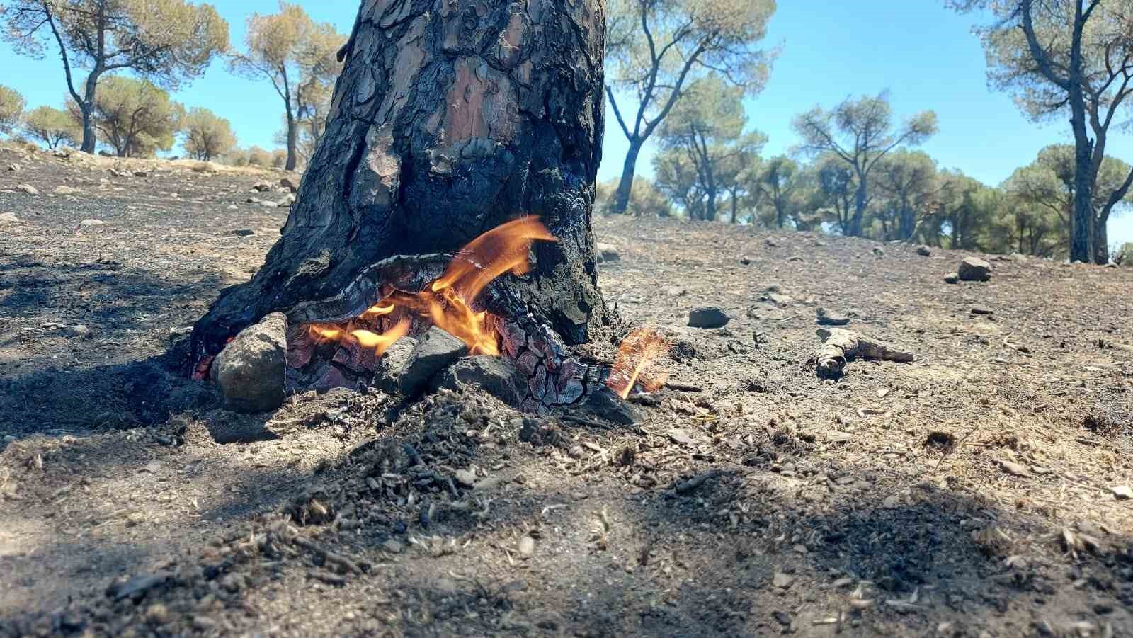 Söndürüldükçe alevleniyor BALIKESİR’İN AYVALIK İLÇESİNDE, 4 GÜN ÖNCE CENNET TEPESİ ETEKLERİNDE ÇIKAN