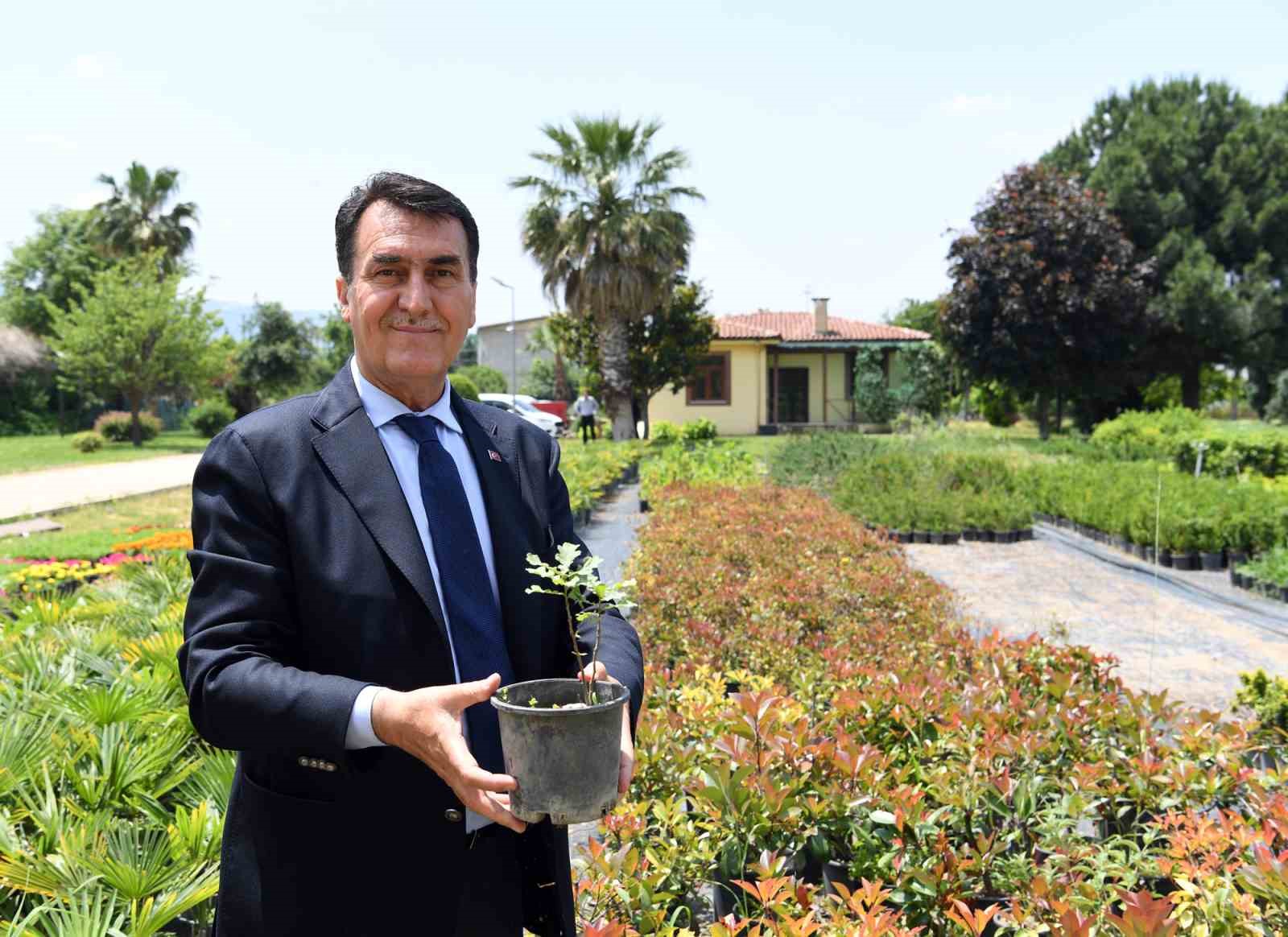 OSMANLI’NIN İLK DÖNEMLERİNE ŞAHİTLİK ETMİŞ BURSA’NIN SİMGELERİNDEN TARİHİ İNKAYA ÇINARI’NIN
