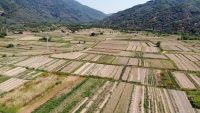 BALIKESİR'İN ERDEK İLÇESİNDE KAPIDAĞ YARIMADASI'NDA ÜRETİLEN, BALIĞIN YANINDA TÜKETİLMESİ DOLAYISIYLA