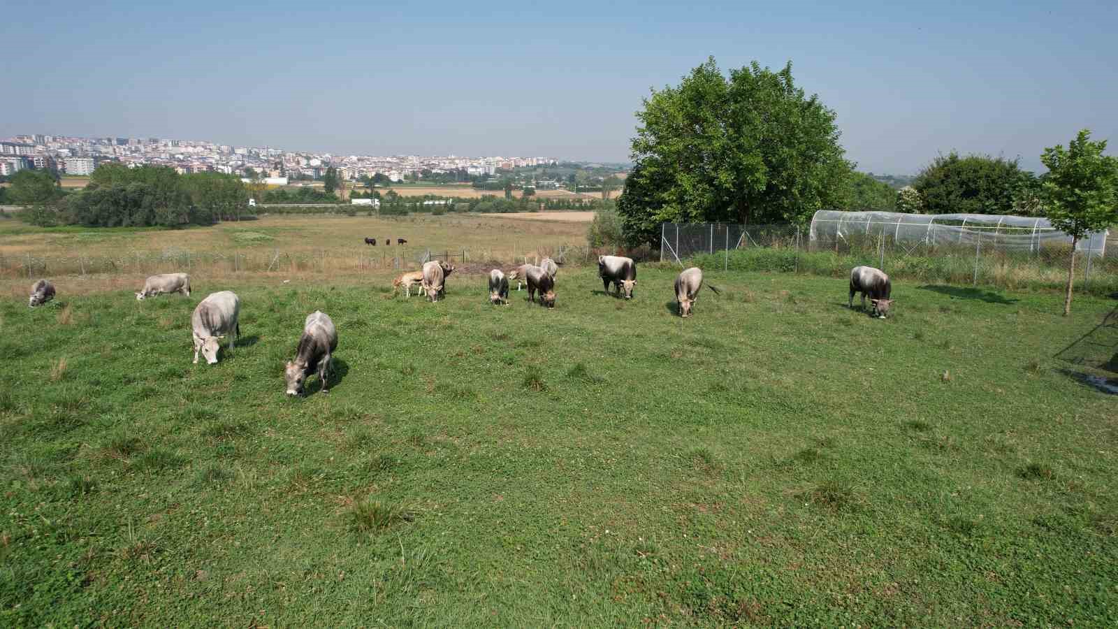HASTALIKLARA DAYANMA GÜCÜYLE ÖN PLANA ÇIKAN TÜRKİYE'NİN BÜYÜKBAŞ HAYVANCILIKTA MİLLİ