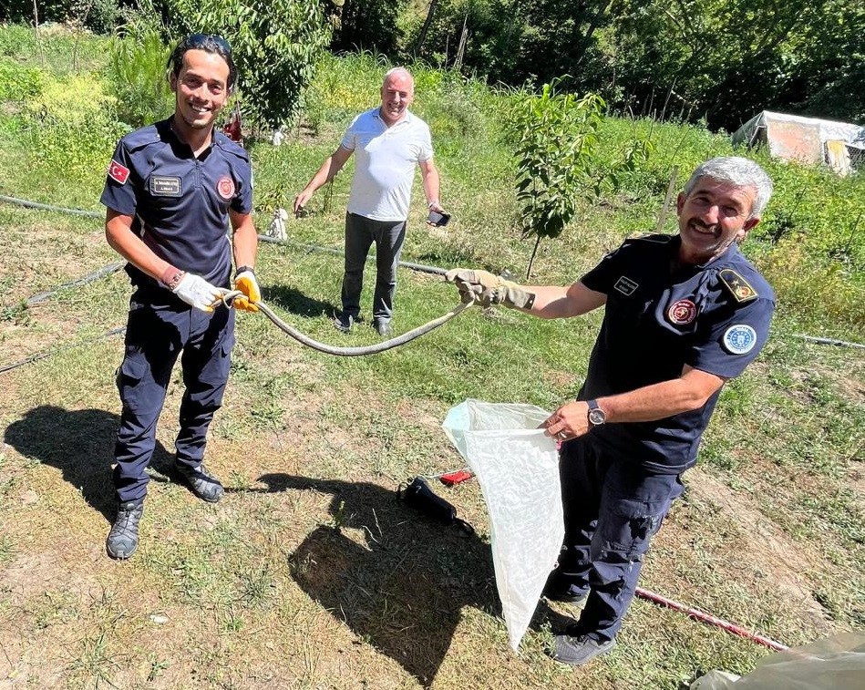 HAVALARIN ISINMASIYLA BİRLİKTE BURSA’DA TARLALARDA DEV YILANLAR GÖRÜLMEYE BAŞLANDI.