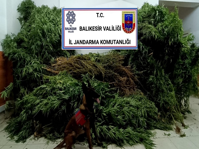 Balıkesir Gömeç’te uyuşturucu madde imal ve ticaretine yönelik yapılan operasyonda
