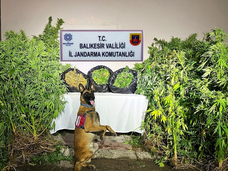 Balıkesir İl Jandarma Komutanlığınca, uyuşturucu madde imal ve ticaretine yönelik