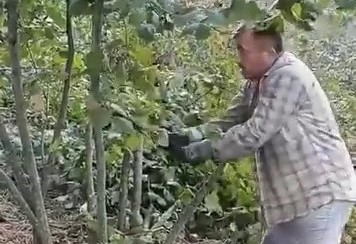 ZONGULDAK'IN ALAPLI İLÇESİNDE MUHTEREM ŞAHİN İSİMLİ FINDIK ÜRETİCİSİ AÇIKLANAN FİYATLARIN