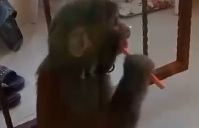 BÜYÜKÇEKMECE’DE AKŞAM SAATLERİNDE SAHİBİNDEN KAÇTIĞI İDDİA EDİLEN MAYMUN KANSER HASTASI