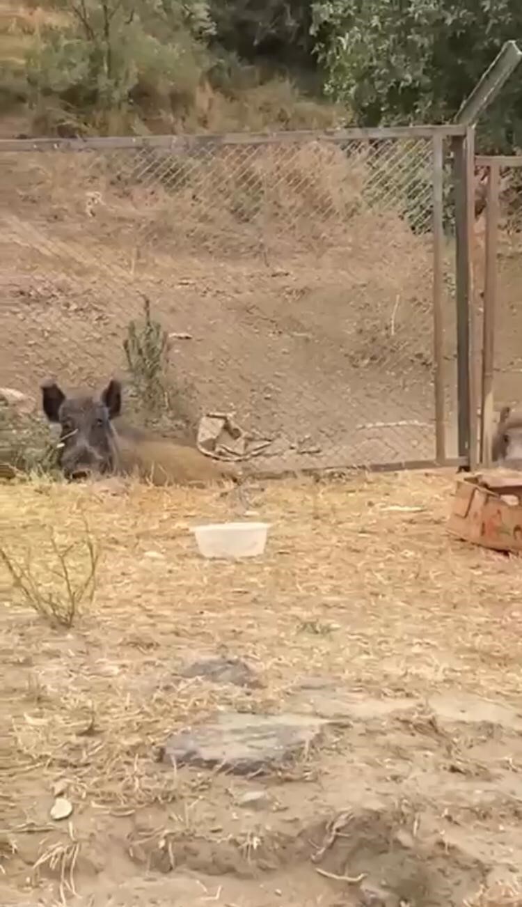 EYÜPSULTAN HASDAL YOLUNDA YABAN DOMUZLARI, ORMANLIK ALANDA YİYECEK BULAMAYINCA YOL