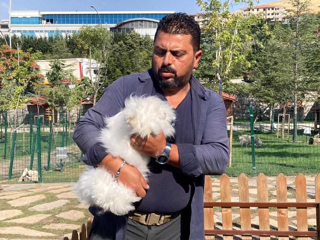 YAVRULARINA BAKMA KONUSUNDA NAZLI VE DİKKATSİZ OLMASIYLA TANINAN ANKARA TAVŞANINDAN,