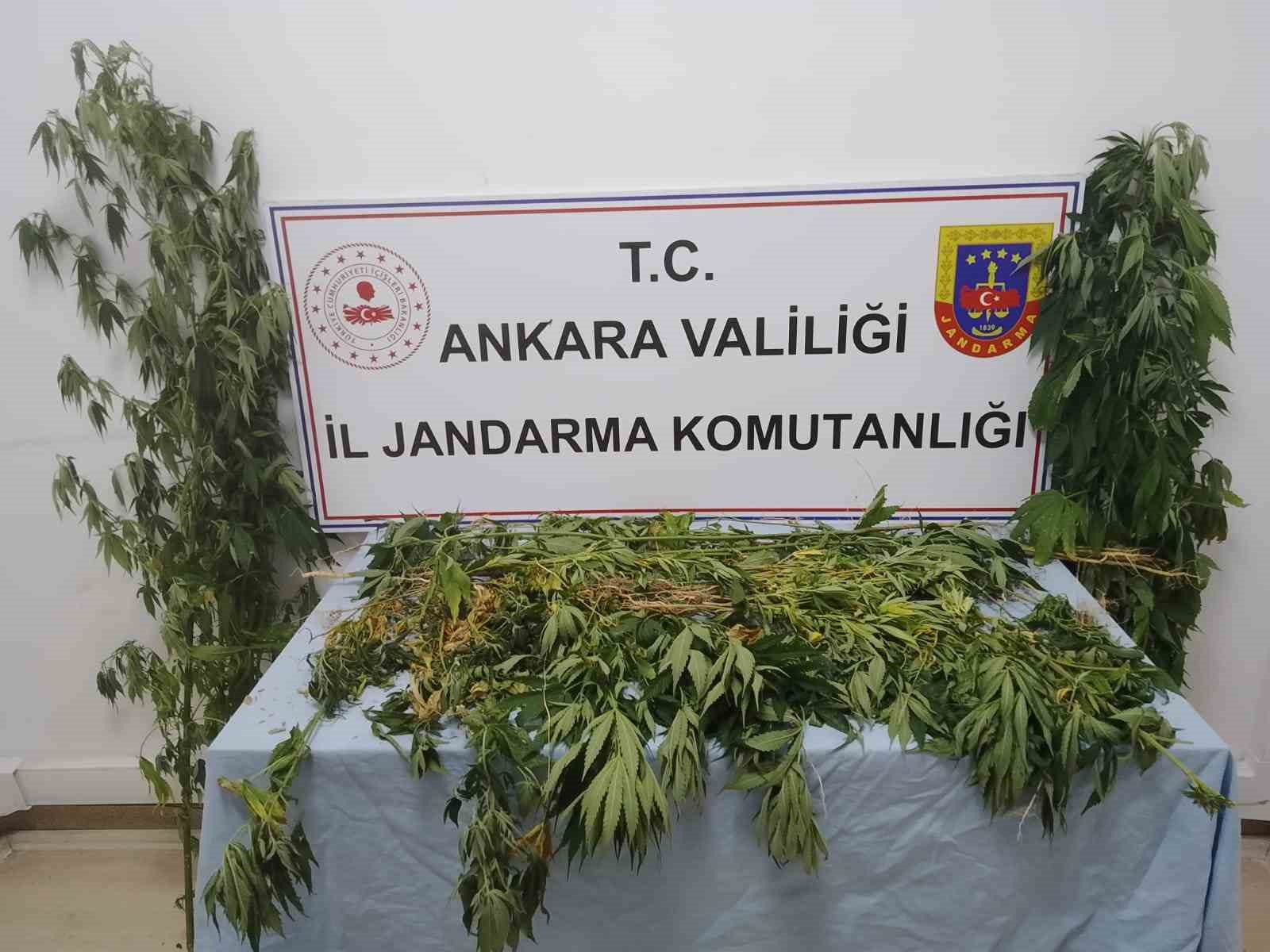 ANKARA İL JANDARMA KOMUTANLIĞI, YAPILAN ARAMA SONUCUNDA 298 KÖK KENEVİR