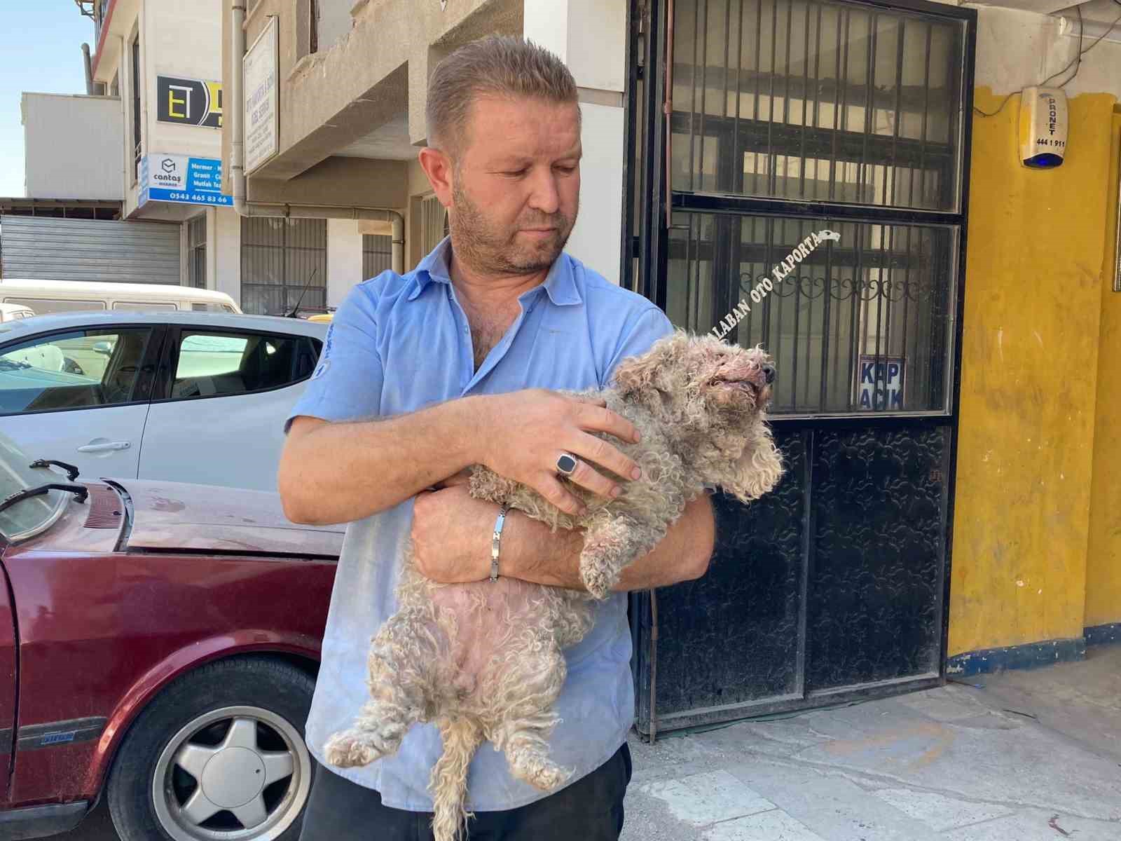 ANKARA'DA SOKAKTA BAŞIBOŞ DOLAŞAN PİTBULL CİNSİ KÖPEK, SAHİBİYLE GEZEN EVCİL