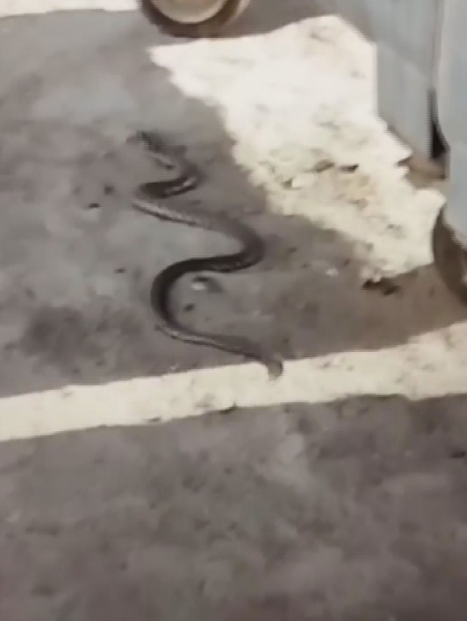 ANKARA’NIN MAMAK İLÇESİNDE SOKAKTA GÖRÜLEN YILAN VATANDAŞLARI KORKUTTU.