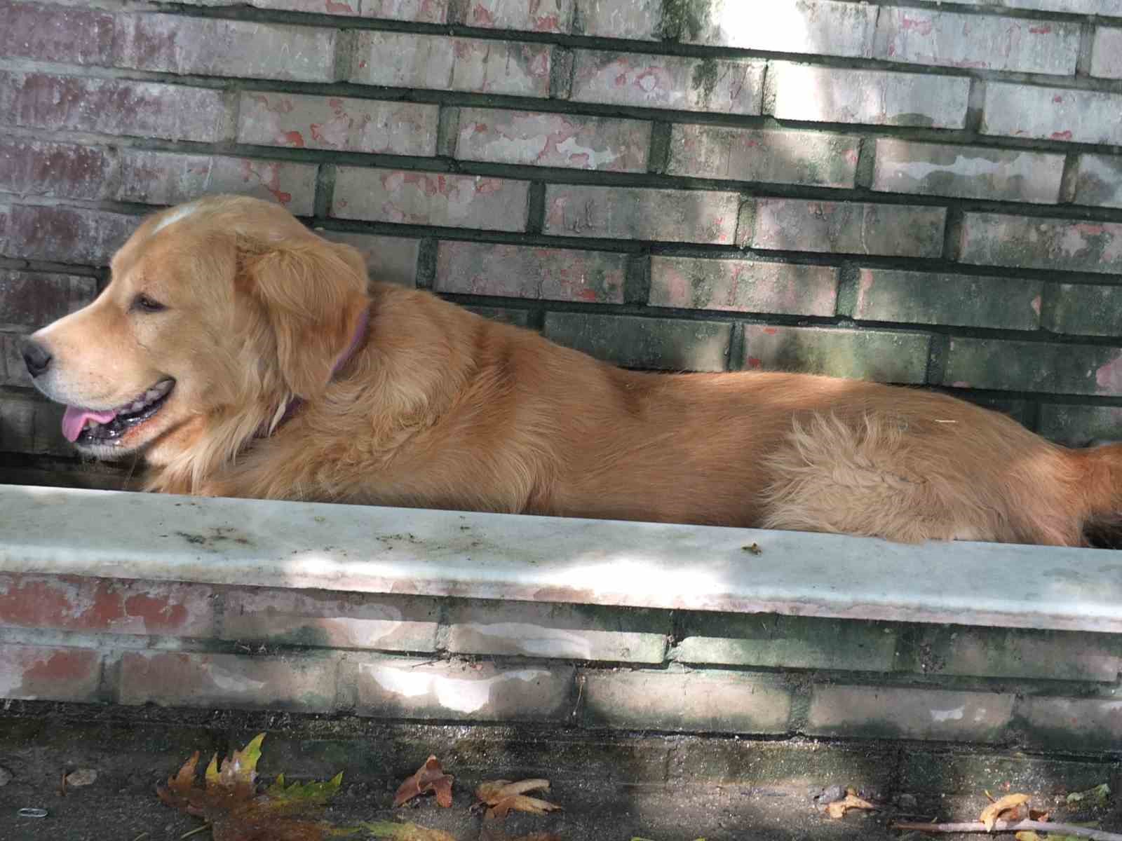 Aşırı sıcaklar köpekleri de bunalttı ÇEŞMENİN YALAĞINDA SERİNLEDİ