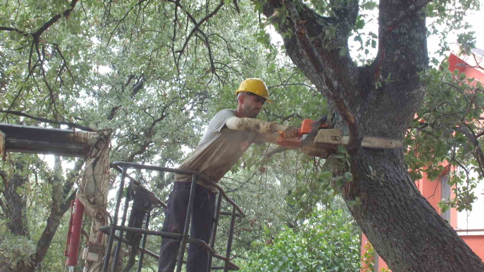 BURHANİYE İLÇESİNDE TARİHİ MEŞE AĞAÇLARI, ÇEVRE ŞEHİRCİLİK VE İKLİM DEĞİŞİKLİĞİ