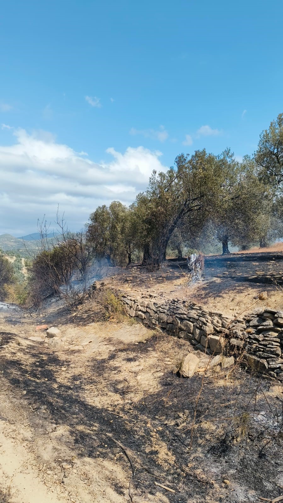 BALIKESİR'İN BURHANİYE İLÇESİNDE ZEYTİNLİK ALANDA ÇIKAN OT YANGINI KONTROL ALTINA