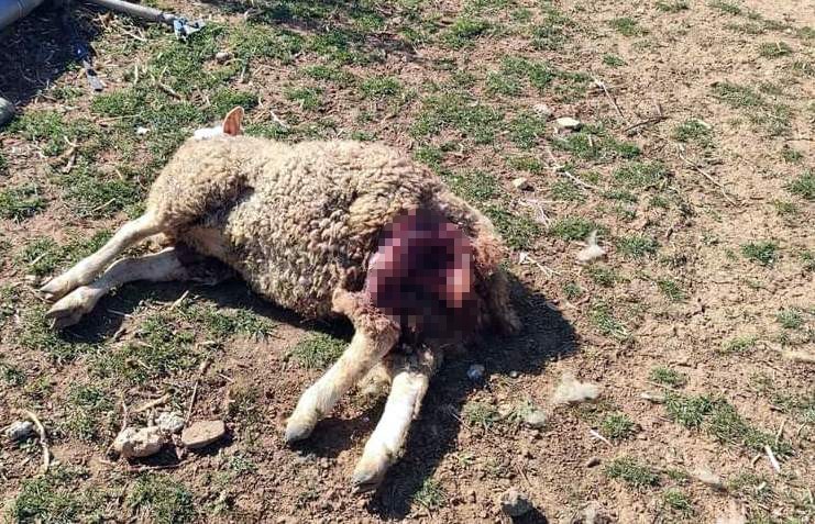BURSA’NIN YENİŞEHİR İLÇESİNDE BAŞIBOŞ SOKAK KÖPEKLERİ, BİR ÇİFTLİĞE GİREREK KOYUNLARI