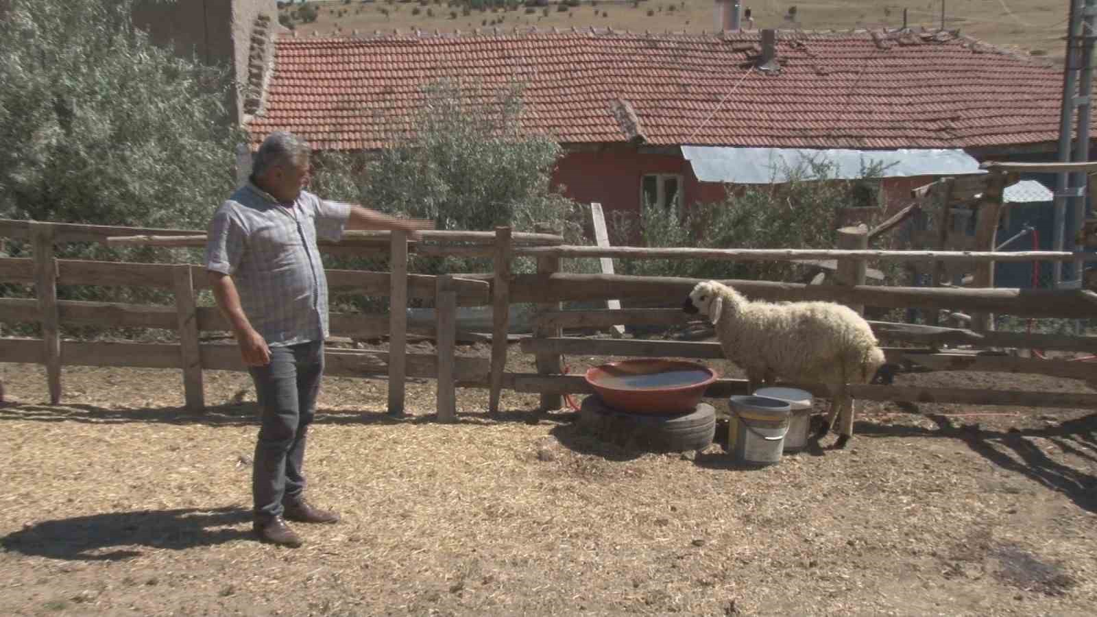 BAŞKENTTE BİR AĞILA GİREN SAHİPSİZ KÖPEKLER 5 KOYUNU TELEF ETTİ.