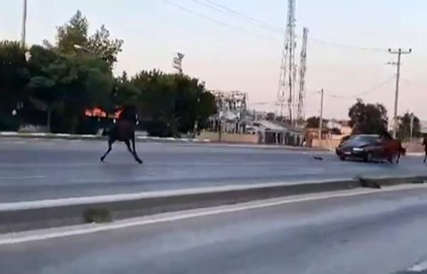 BURSA’DA BAŞIBOŞ ATLAR KARŞI YÖNDEN GELEN ARACA ÇARPMASI SANİYE SANİYE