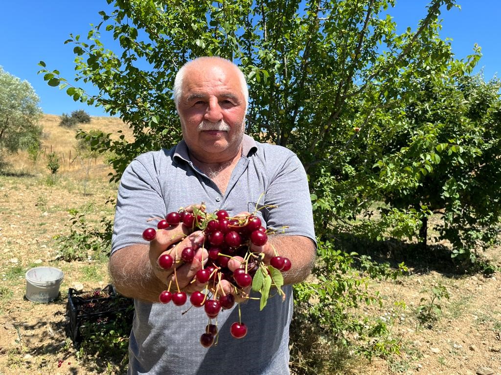 ANKARA'NIN ÇUBUK İLÇESİNDE VİŞNE ÜRETİCİLERİ, COĞRAFİ İŞARETLİ VİŞNENİN HASADINA BAŞLADI.