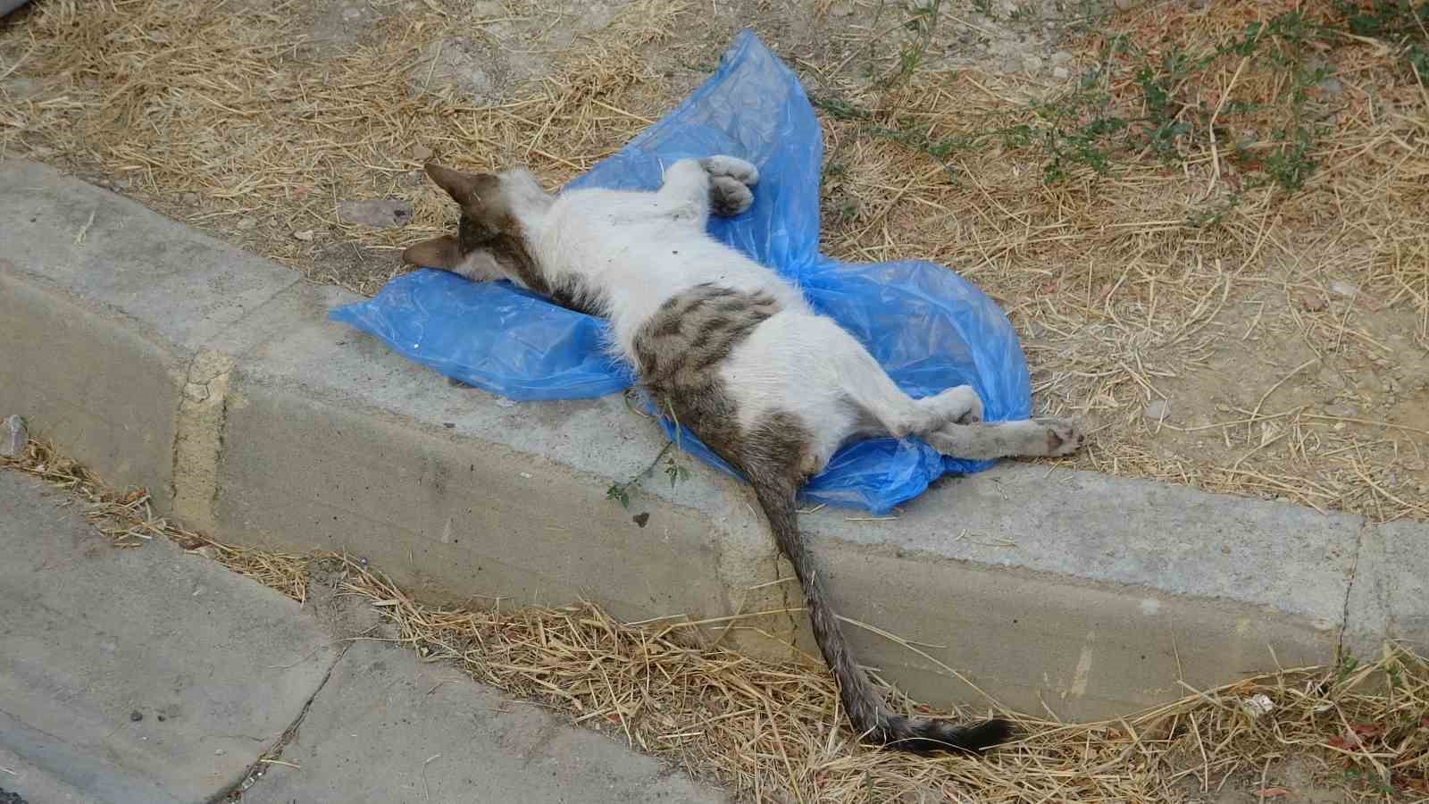 DENİZLİ’DE 2 SOKAK KEDİSİ ÇÖP KUTUSU İÇERİSİNDE 2 SOKAK KEDİSİ,