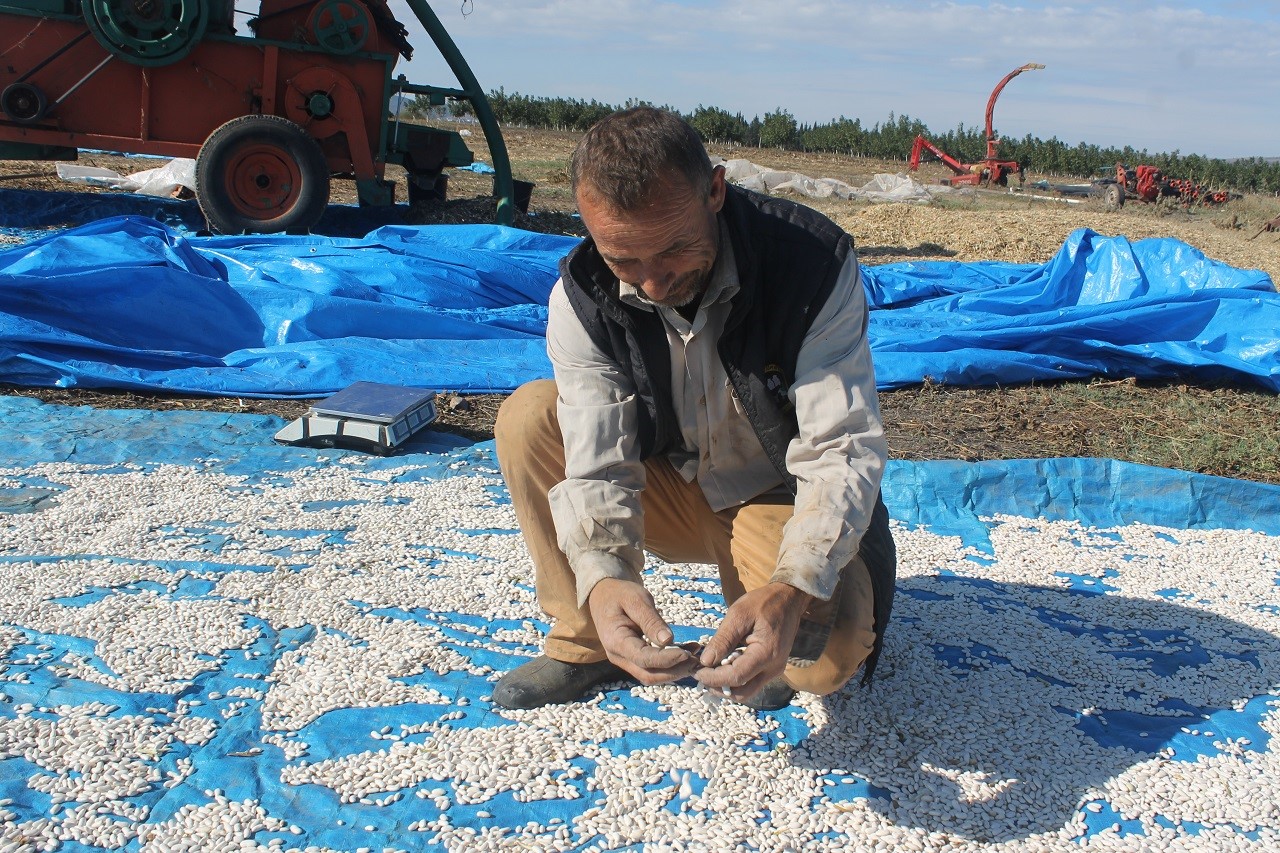 DON KAZAKLARININ GETİRDİĞİ FASULYE COĞRAFİ İŞARET ALDI