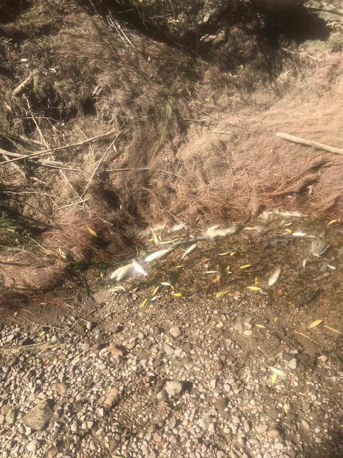 DSİ kapakları kapattı balıklar öldü KAYSERİ'NİN SARIMSAKLI MAHALLESİNDE KANAL KAPAKLARININ KAPATILMASI YÜZLERCE BALIĞIN TELEF OLMASINA