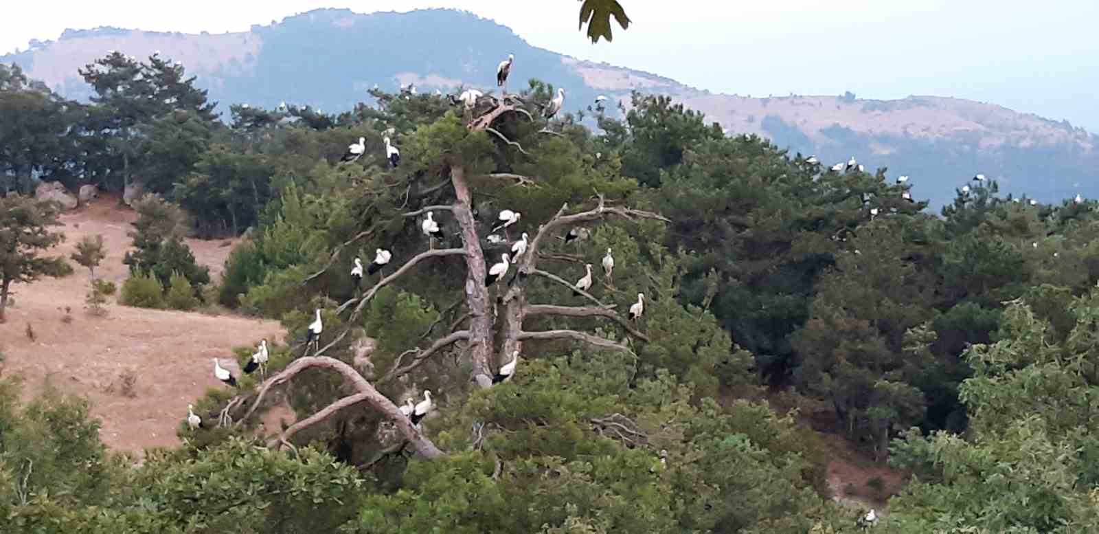 GÖÇ EDEN LEYLEKLER GECEYİ SINDIRGI’DA GEÇİRDİ