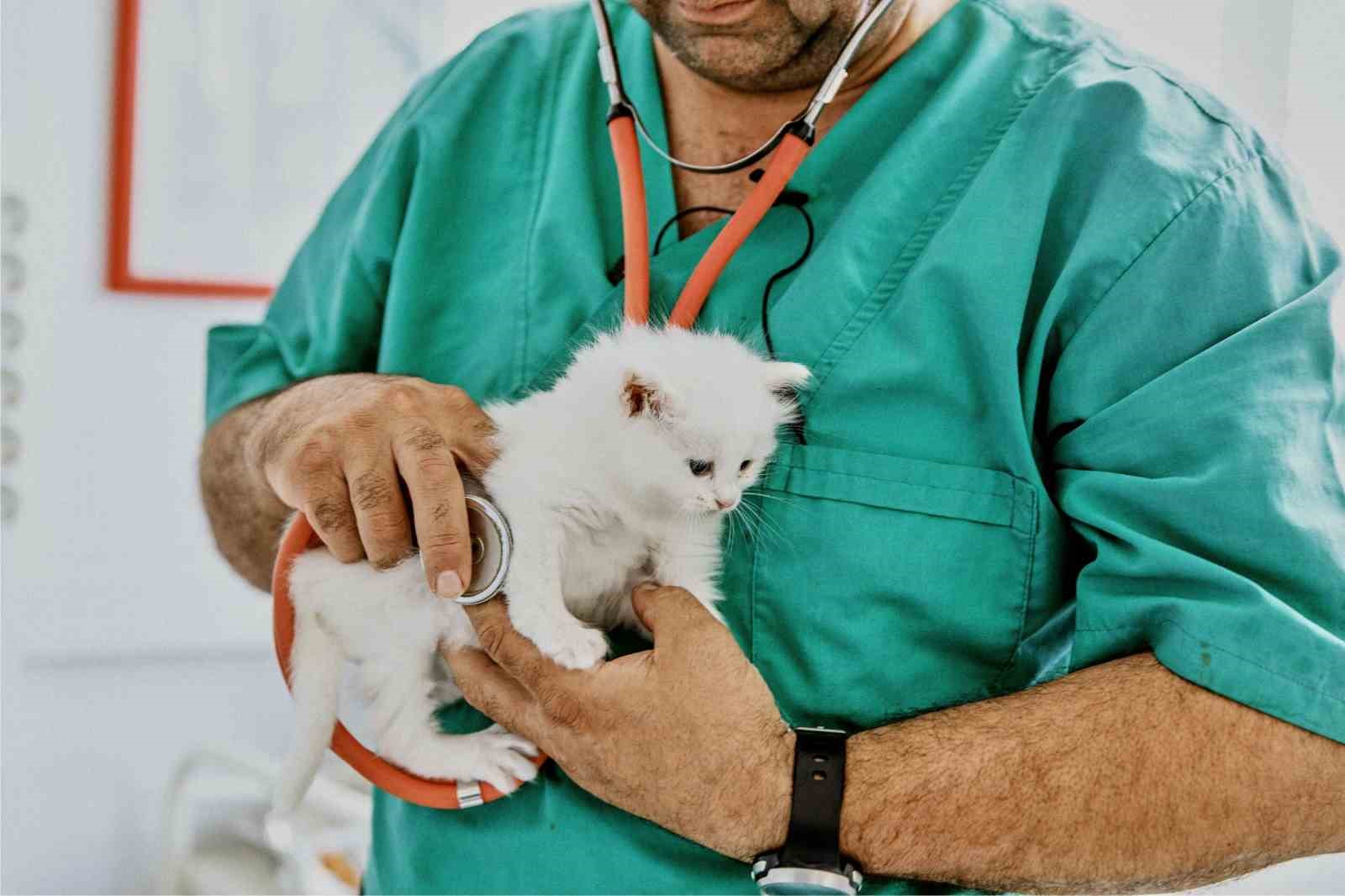 ING TÜRKİYE, ZURİCH SİGORTA İŞ BİRLİĞİYLE GELİŞTİRDİĞİ TURUNCU PATİLER SİGORTASI