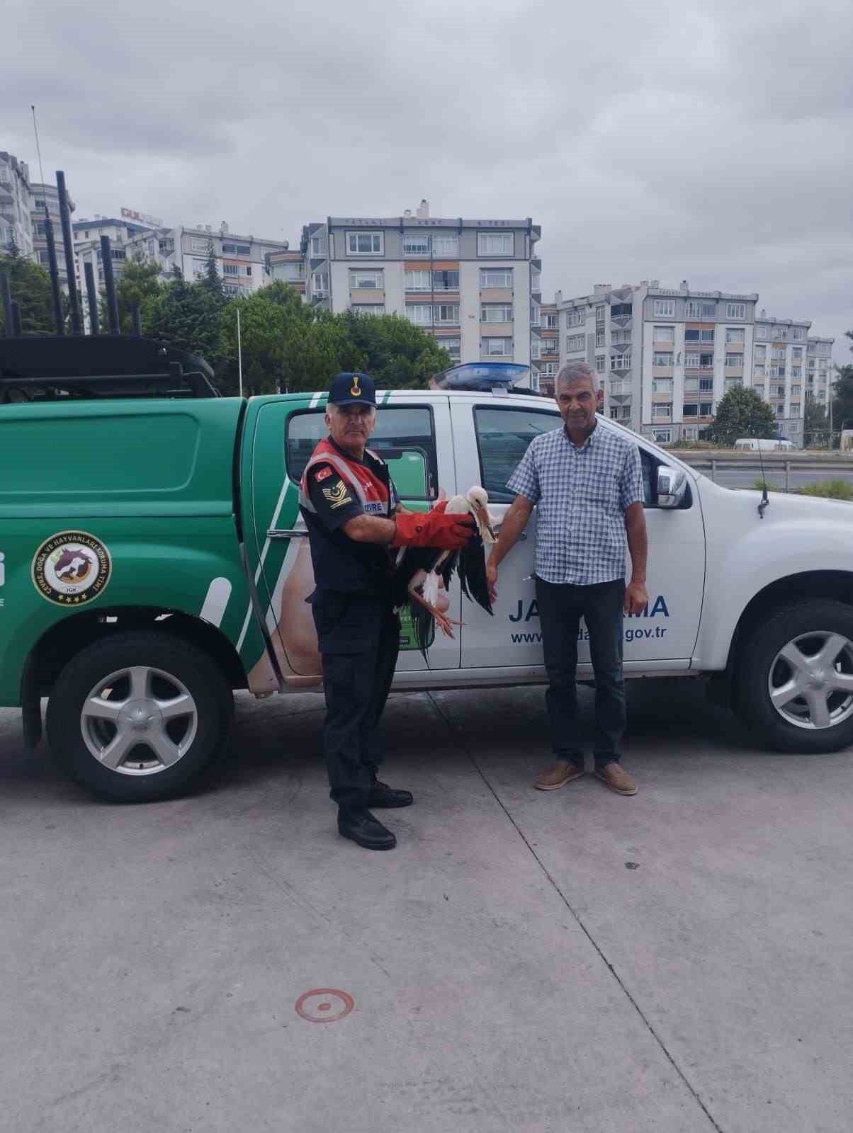 TEKİRDAĞ’DA DEVRİYE FAALİYETİNE ÇIKAN JANDARMA EKİPLERİ, YOLDA YARALI BİR LEYLEK