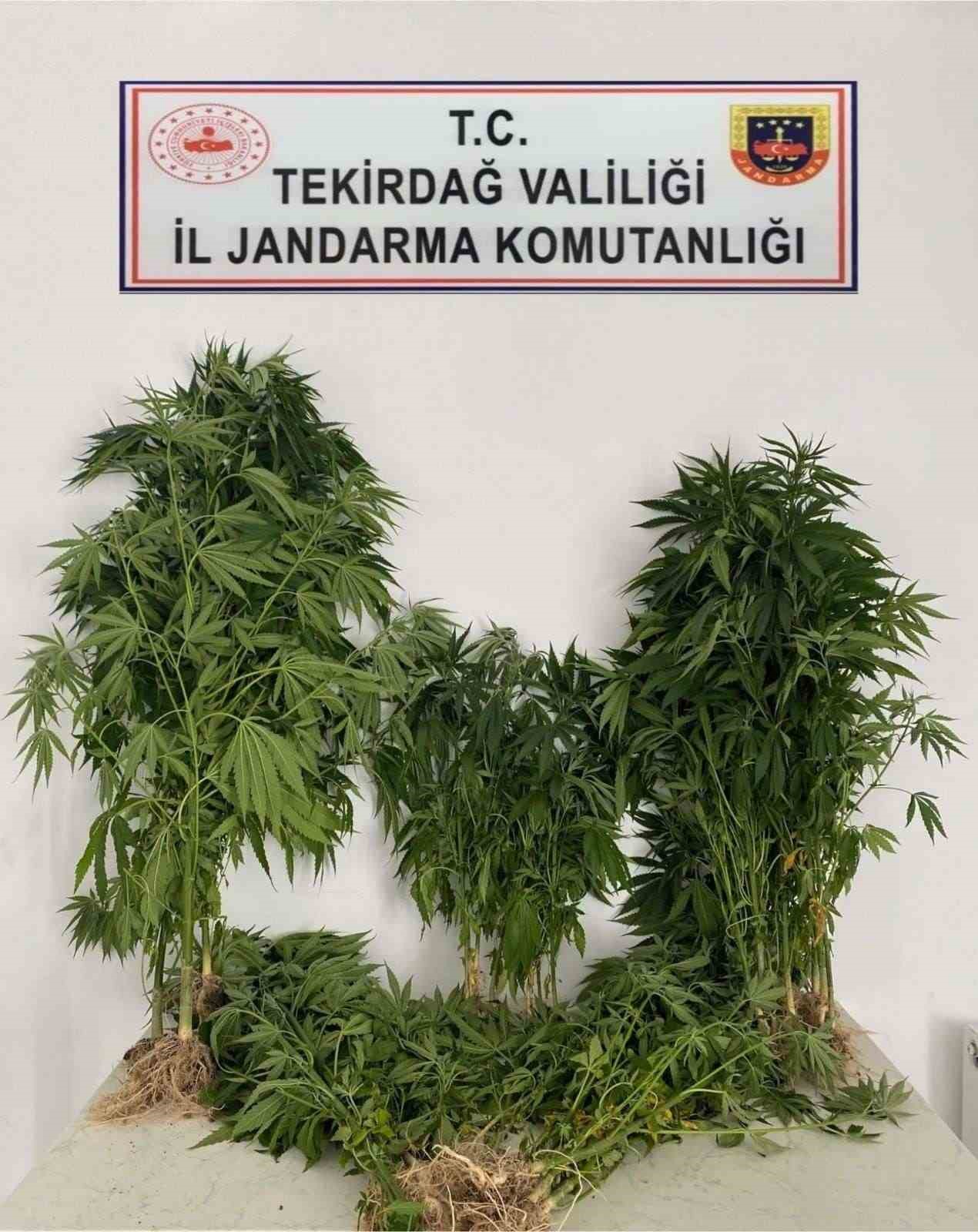 TEKİRDAĞ İL JANDARMA KOMUTANLIĞI SORUMLULUK BÖLGESİNDEKİ UYUŞTURUCU OLAYLARINA MÜDAHALE EDEREK