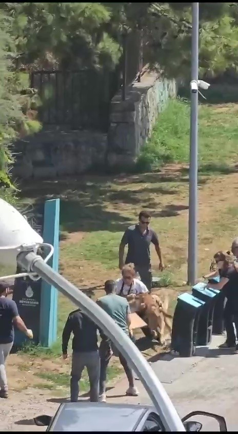 KADIKÖY'DE TASMASIZ KÖPEK DEHŞETİ