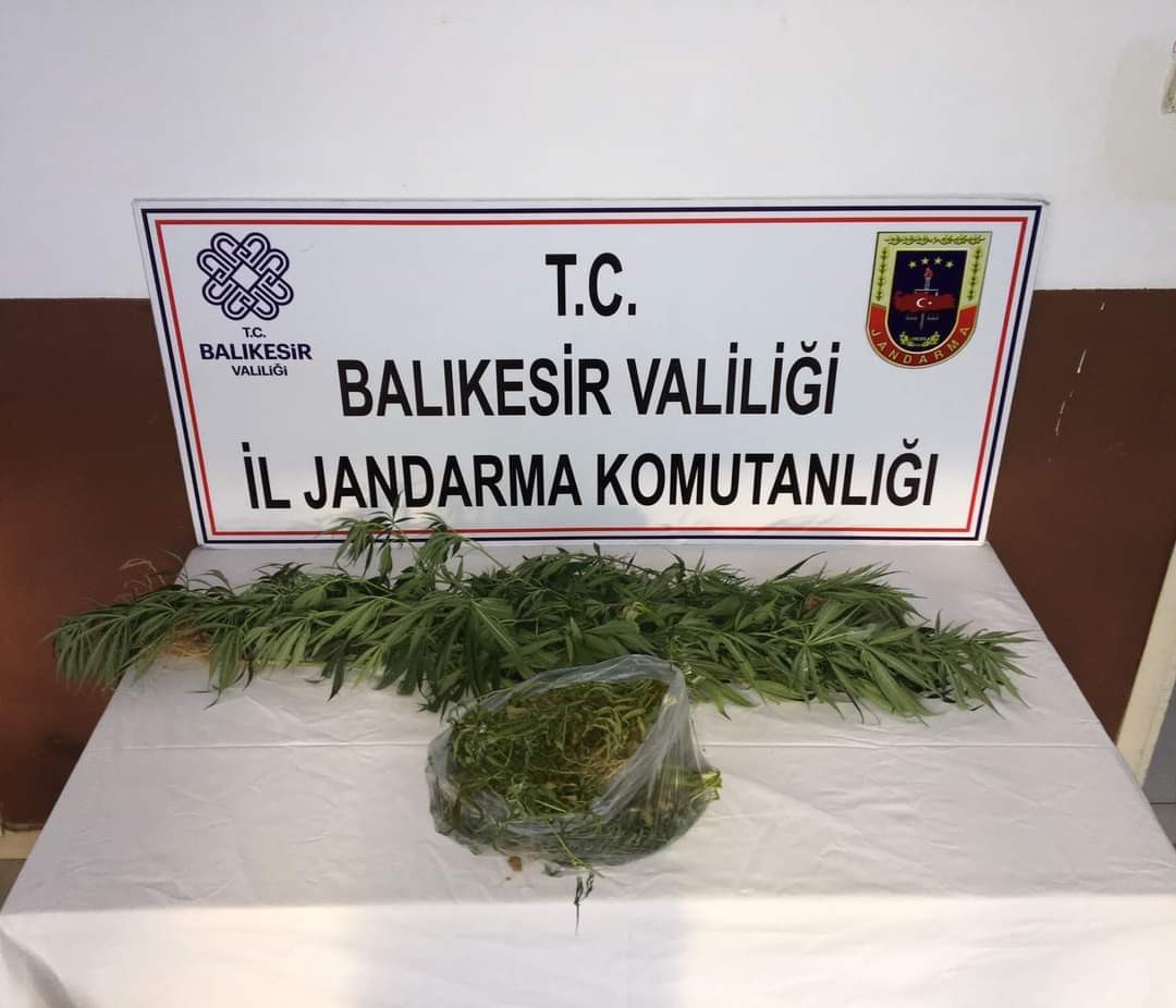 KİRAZLI MANASTIRI MEVKİİNDE KENEVİR BULUNDU.