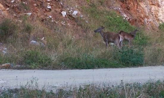 DOĞADA OTLANAN KIZILGEYİK SÜRÜSÜ, DOĞA KORUMA VE MİLLİ PARKLAR (DKMP)