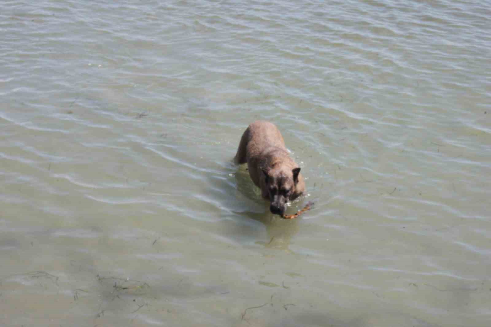 TEKİRDAĞ'IN MARMARAEREĞLİ İLÇESİNDE SICAKTAN BUNALAN KÖPEĞİNİ PLAJA GETİREN BİR KİŞİ,