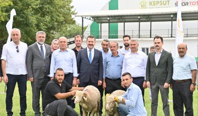 85 üreticiye 585 küçükbaş desteği