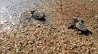 KUŞADASI’NDA 33 CARETTA CARETTA YAVRUSU DENİZLE BULUŞTU