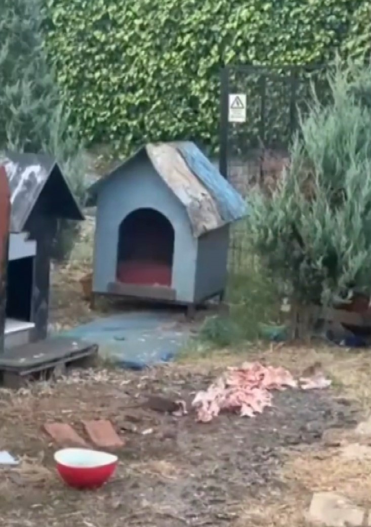 MALTEPE’DE SOKAK HAYVANLARI İÇİN BIRAKILAN ETLERİN, FARELER TARAFINDAN YENDİĞİ ANLAR