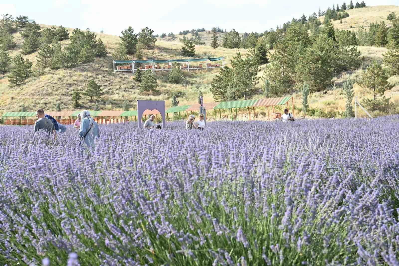 ZİYARETÇİ AKINININ YAŞANDIĞI MAMAK BELEDİYESİ’NİN LAVANTA BAHÇESİ, EVLENECEK ÇİFTLERİN DÜĞÜN