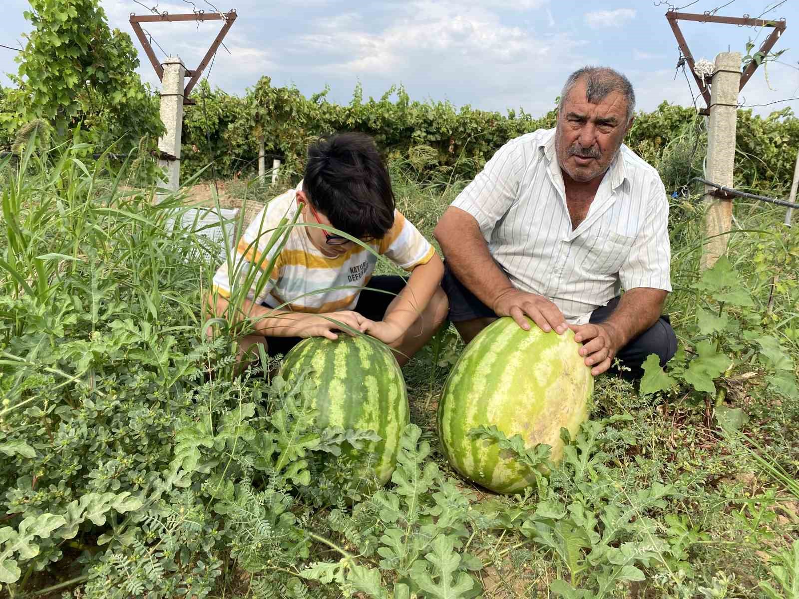 KENDİSİYLE AYNI İSMİ TAŞIYAN TORUNUYLA KARPUZ BOSTANINDA KARPUZLARI KALDIRMAYA ÇALIŞAN