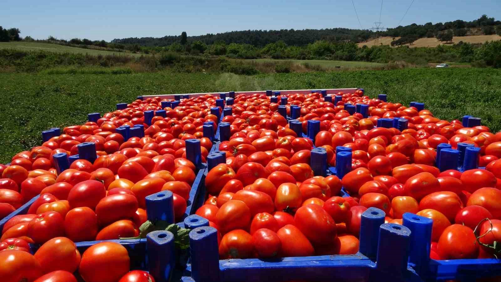 ÇANAKKALE'DE HER YIL 85 BİN DEKAR ALANDA YAKLAŞIK 650 BİN