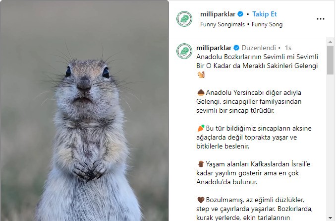 DOĞA FOTOĞRAFÇILARI, ANADOLU YERSİNCABI’NIN BÜYÜLEYEN GÖRÜNTÜSÜNÜ KAYDETTİ. O ANLARI İSE