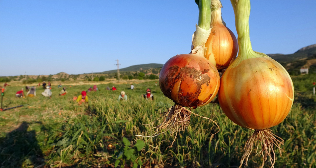 Yozgat’ta hasadı yapılan kuru soğan tarlada 5 liraya alıcı bulurken,