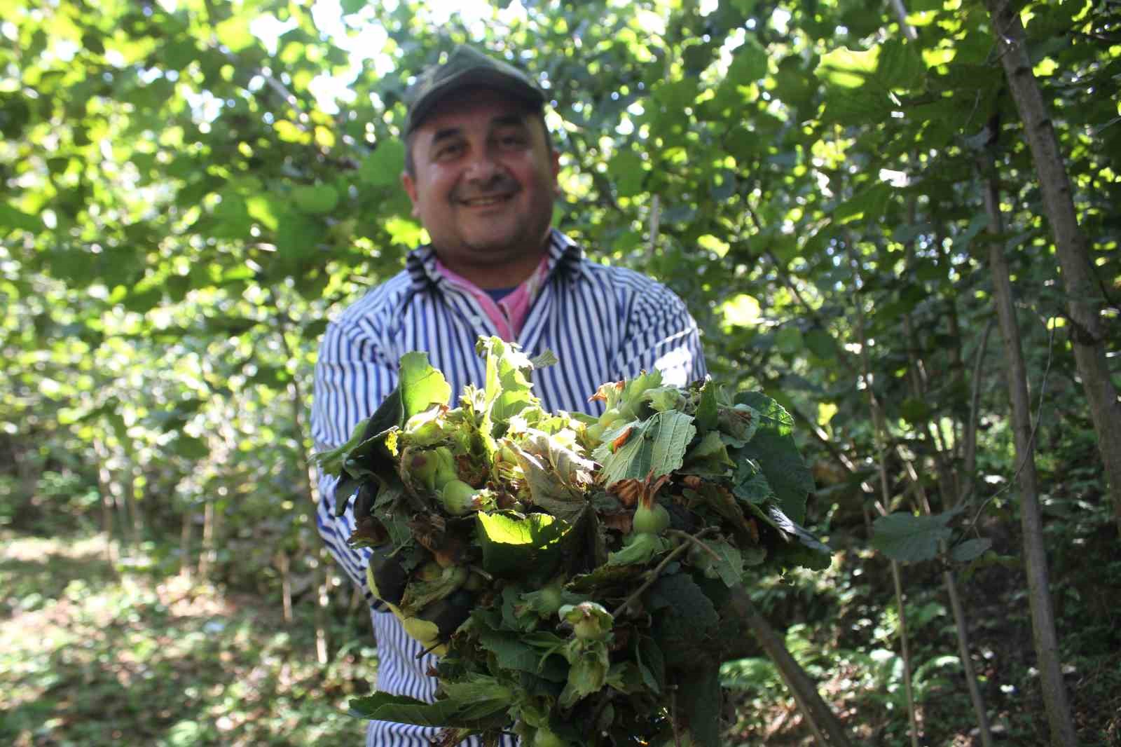 ORDU’DA SAHİL KESİMLERİNDE 12 AĞUSTOS OLARAK BELİRLENEN FINDIK HASAT TARİHİ