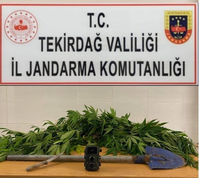 TEKİRDAĞ’IN KAPAKLI İLÇESİNDE ORMANLIK ALANDA EKİLİ KENEVİR BULUNDU.