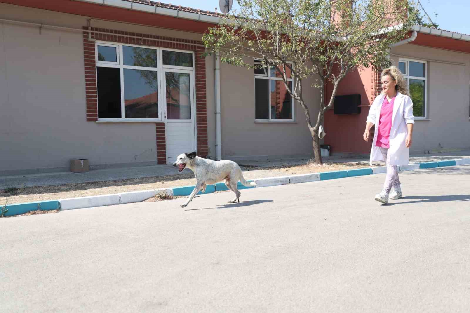 YAKLAŞIK 1 AY ÖNCE PROTEZ PATİ TAKILAN ‘BENEK’ İSİMLİ SOKAK