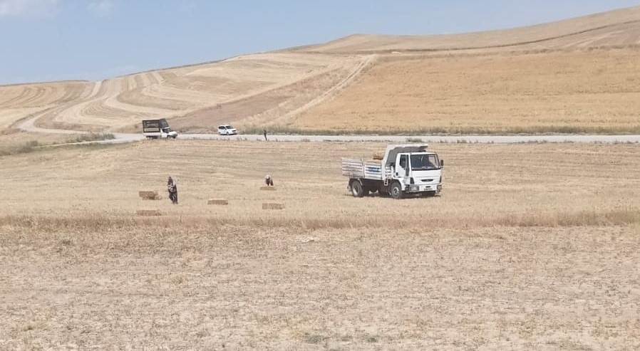 PURSAKLAR BELEDİYESİ, BUĞDAY HAŞATINDAN KALANLARI HAYVANLARA VERİYOR