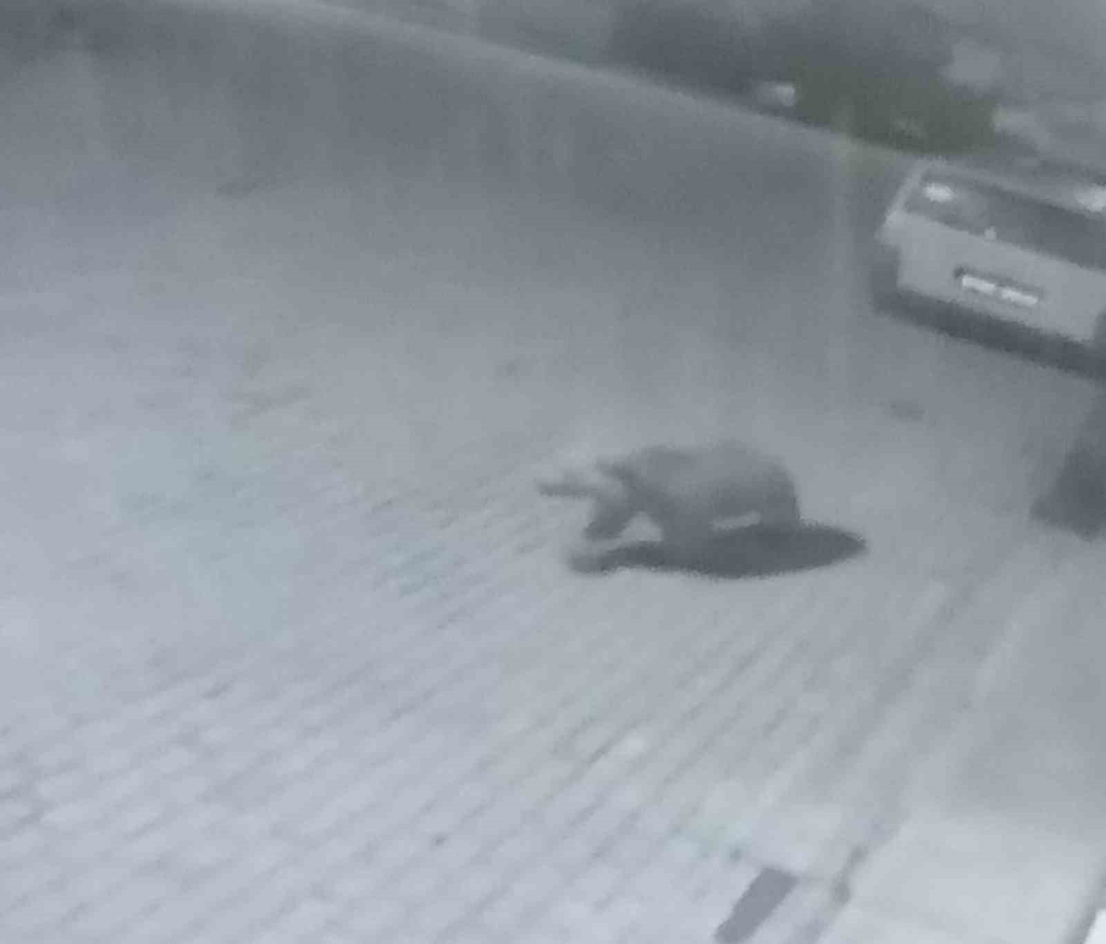 Şehir merkezine inen ayı kameralara yakalandı KASTAMONU’NUN KÜRE İLÇESİ MERKEZİNE İNEN AYI GÜVENLİK KAMERASI TARAFINDAN GÖRÜNTÜLENDİ.
