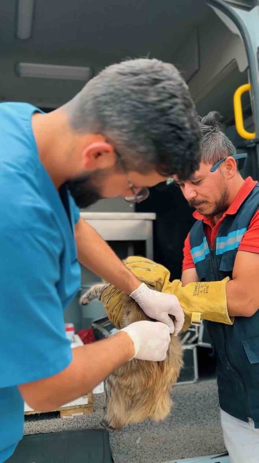 ANKARA’NIN SİNCAN BELEDİYESİ, SON 6 AYDA 2 BİN 583 HAYVANIN
