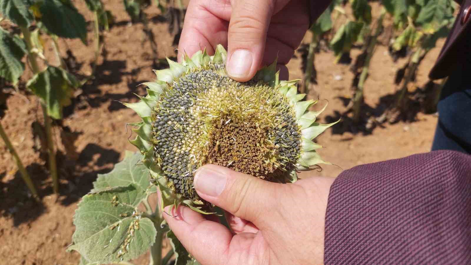 AYÇİÇEĞİNİN AMBARI TRAKYA’DA SON YILLARIN EN BÜYÜK KURAKLIĞI YAŞANIYOR. YAĞIŞLARIN