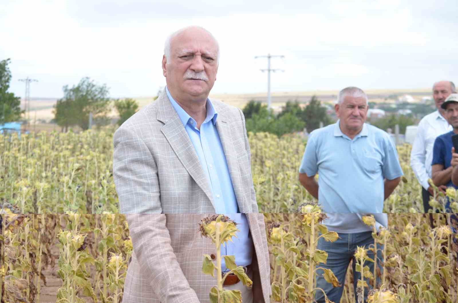 KURAK GEÇEN MEVSİM VE AYÇİÇEĞİ ÜRETİMİNDEKİ VERİM DÜŞÜŞÜ SEBEBİYLE YAŞANAN