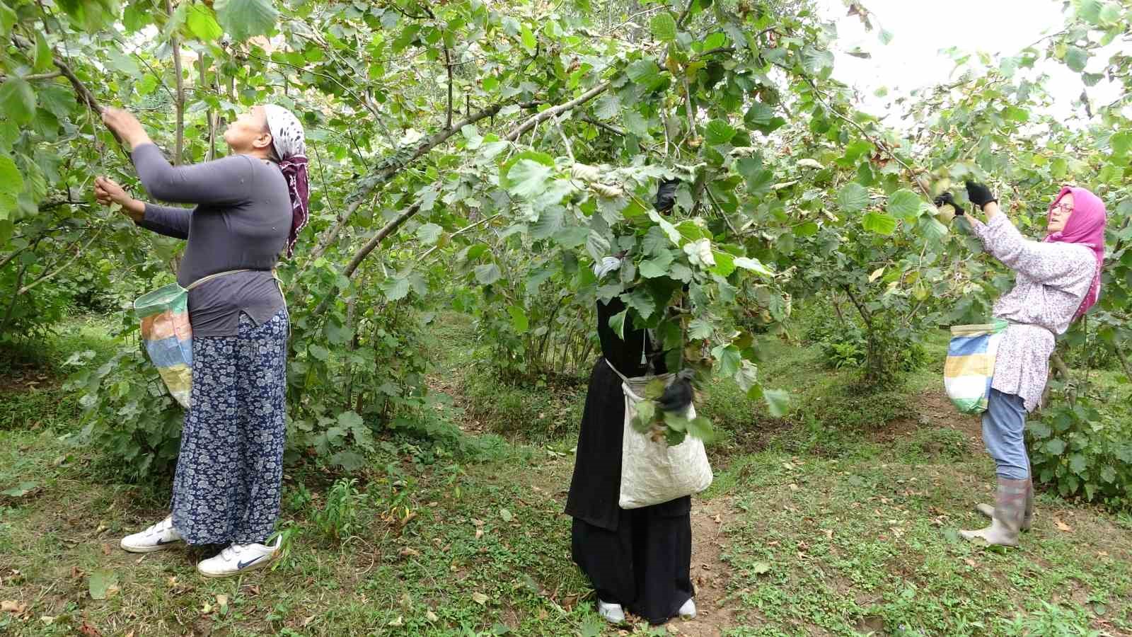 ORDU’DA FINDIK ÜRETİCİLERİ 2023 YILI HASAT SEZONU İÇİN 100 TL